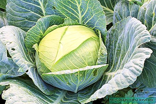 Cabbage Glory: time-tested