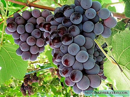 Кардинал - вкусный сорт винограда калифорнийской селекции