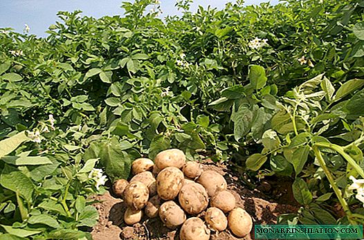 Potatoes to the envy of neighbors: how to plant correctly? Tips of an experienced gardener