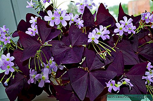 Kislitsa (oxalis): features of caring for a butterfly flower at home