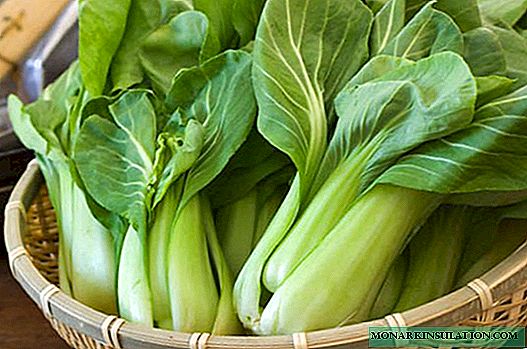 Pak-choy Chinese cabbage: recommendations for cultivation and care