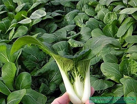 Pak Choy Chinese Kale: variëteiten, functies, groeien en oogsten