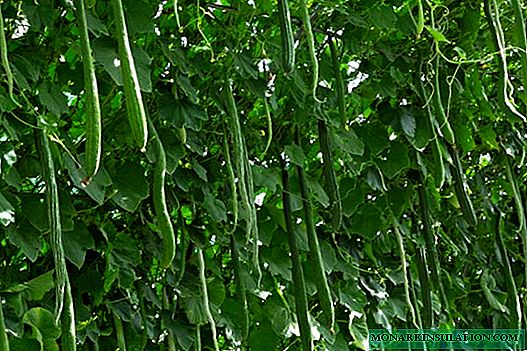 Concombre chinois - un type inhabituel de légume familier
