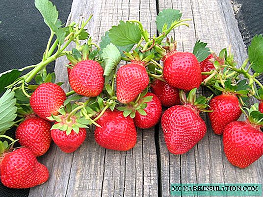 Clery - une fraise précoce d'Italie: plantation et entretien, lutte antiparasitaire