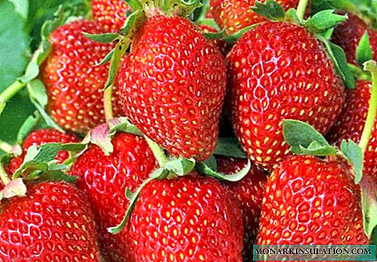 Strawberry Albion: a unique variety from which berries are picked all summer