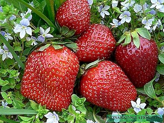 स्ट्रॉबेरी एशिया - इतालवी सौंदर्य