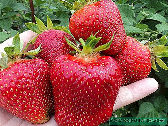 Strawberry Jolie - Italian élégant: qu'est-ce qu'une bonne variété, que rechercher lors de la plantation et de la croissance