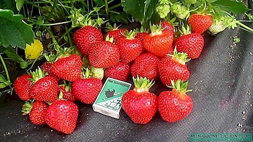Strawberry Eliane - hóspede holandês em jardins domésticos