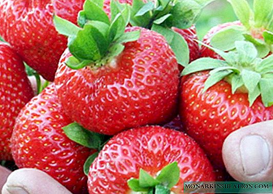 Elsant-aardbeien - de standaard van productiviteit en smaak