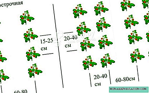 Схема посадки земляники мелкоплодной