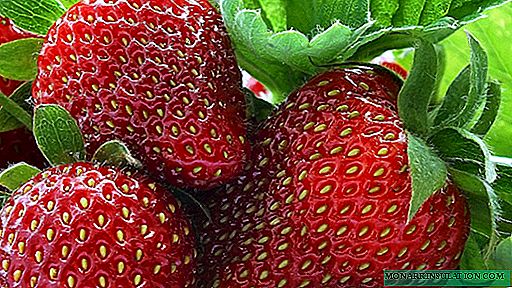 Erdbeere aus Samen zu Hause: von der Wahl der Sorte bis zum Pflanzen von Sämlingen