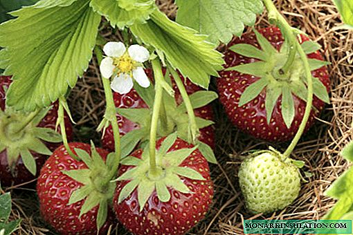 Strawberry Crown: a greenhouse repairing variety that successfully bears fruit in the open ground