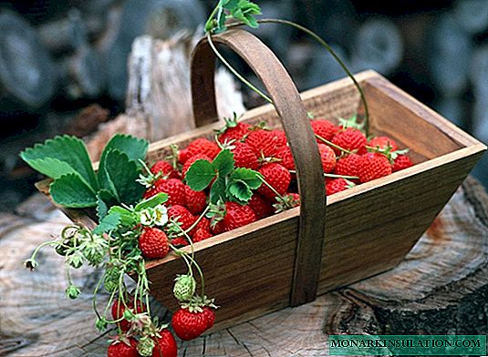 Strawberries all year round - today is no longer a dream, but a reality!