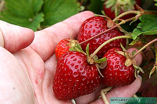 Strawberry Malvina - large, sweet, late