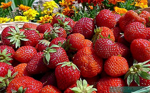 Jordbær fra A til Å: funktioner i landbrugsteknologi i forskellige regioner i vores land