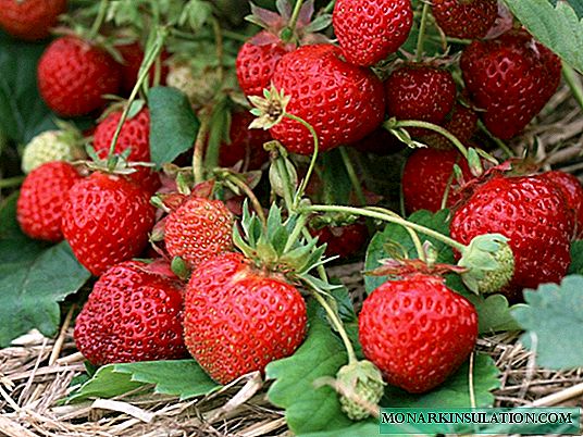 Raft de căpșuni - istoria creației și caracteristicile creșterii unui soi popular