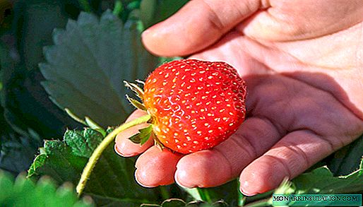 Jordbærremontant: hva er bra og hvordan du dyrker det