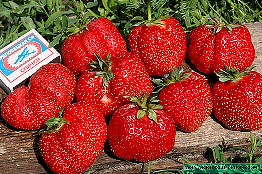 Gigantella-aardbeien: variëteitbeschrijving, plant- en verzorgingstips