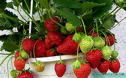 Erdbeere zu Hause: Wie man den Garten zu Hause ausstattet