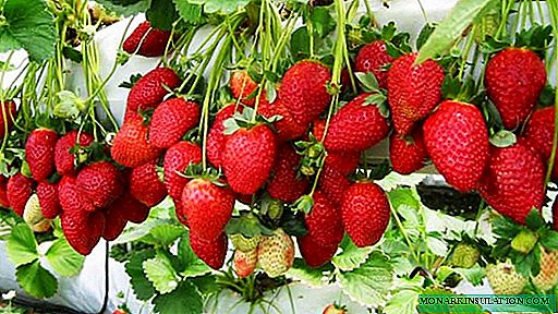 Strawberry Vima Rina: história pôvodu, výhody a nevýhody odrody, výsadba a vlastnosti starostlivosti