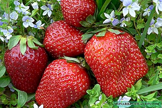 Strawberry - a berry not for the lazy: basic rules of care