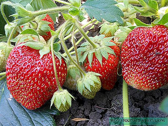 Strawberry Marshmallows - manis halus di taman