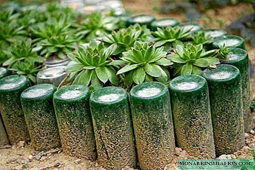 Do-it-yourself flower beds from bottles: how can I use plastic in the garden?