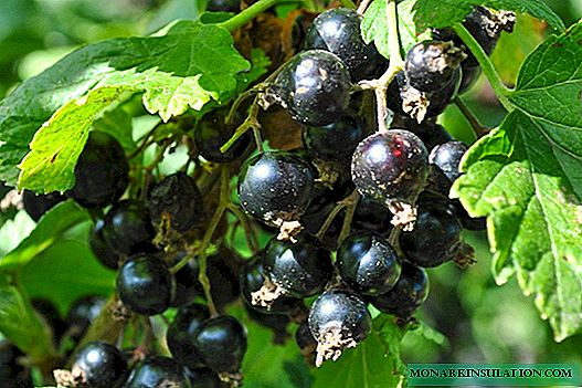 When and how to transplant currants correctly, the differences between spring and autumn transplants