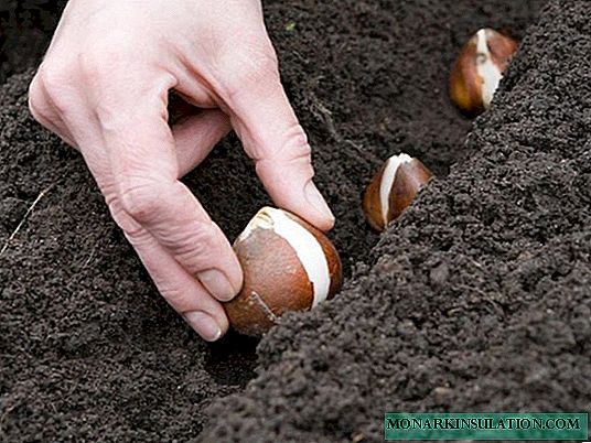 Cuándo y cómo plantar tulipanes en otoño