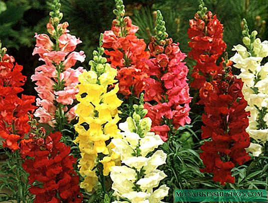 When and how to plant snapdragon when growing from seeds: recommendations of experienced gardeners