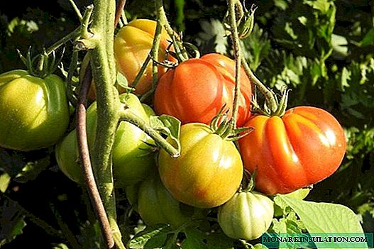 När och hur man knipar tomater