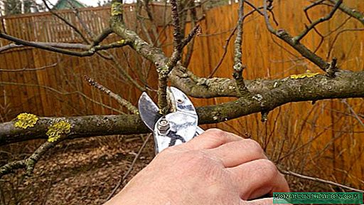 When to prune apple trees: the right dates for different seasons