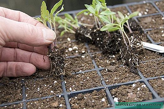 When to Dive Tomato Seedlings