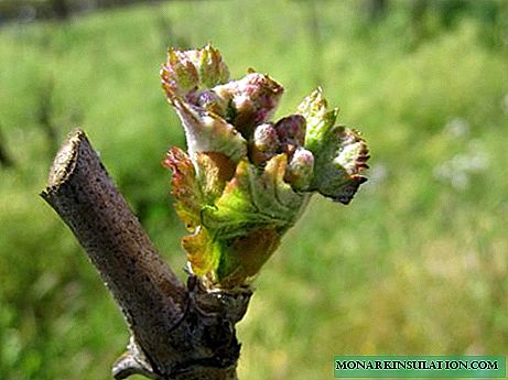 When to open grapes in spring and what to process after opening