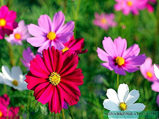 When to plant cosmea seeds to get healthy seedlings