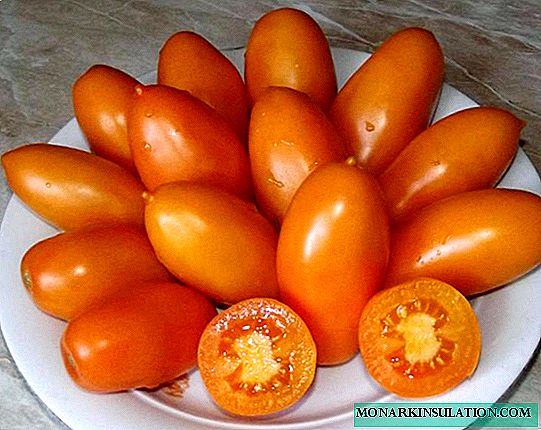 Коктейльный томат Золотая рыбка: исполняет желания дачников!