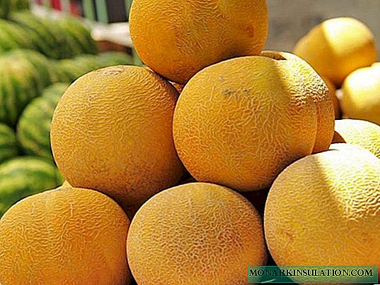 Chica de granja colectiva: todo sobre cultivar una variedad popular de melón