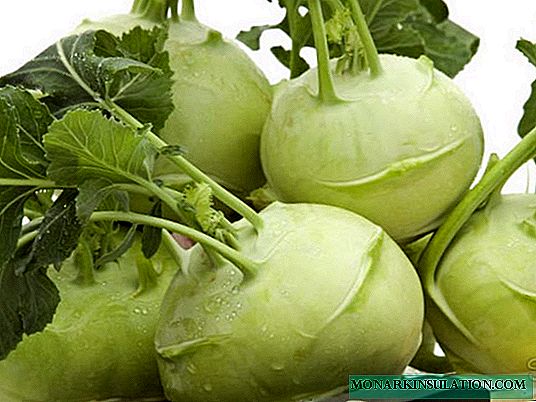 Kohlrabi: bagaimana menanam sayuran yang sihat
