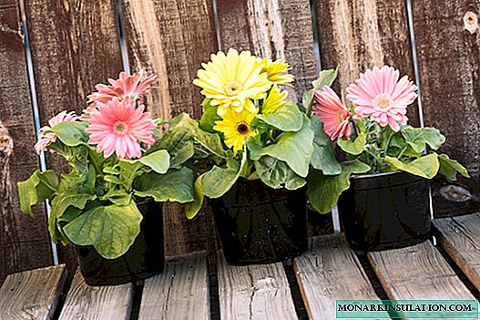 Indoor Gerbera: growing and caring at home