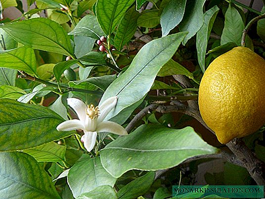 Potted lemon: growing secrets