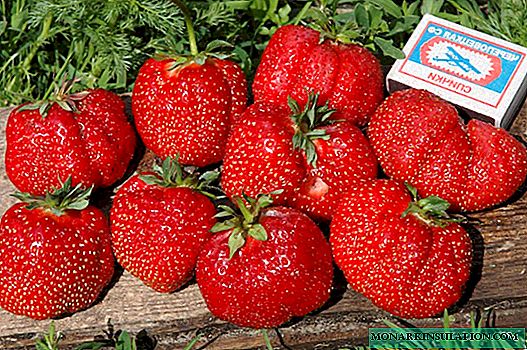 Reine de l'été - fraises: les meilleures variétés et les façons inhabituelles de la cultiver