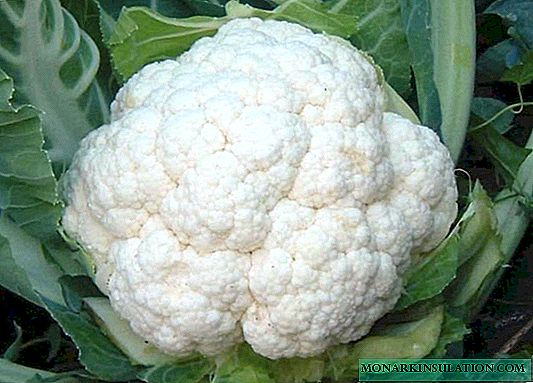 Goat-Dereza: Everything About The Popular Variety Of Cauliflower