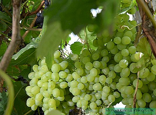 Keindahan Utara: kami menanam anggur tahan-beku di kebun
