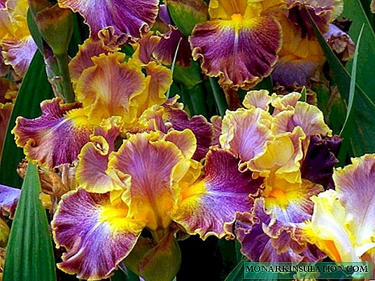 Čudovita iris v krajinskem oblikovanju: izvirne ideje za katero koli spletno mesto!
