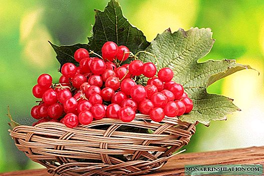 Beauty viburnum: parhaat lajikkeet, asianmukainen viljely ja hoito