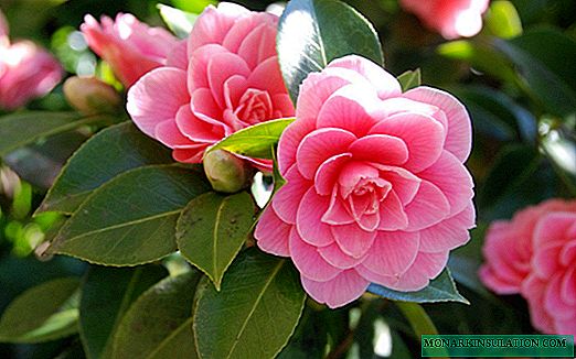 Lepotica Camellia - kraljica domačega cvetja