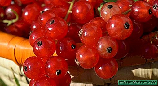 Redcurrant: the main stages in the cultivation and care