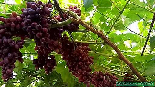 Krymchanka med funktioner: Lær sorten og voksende druer Zest at kende