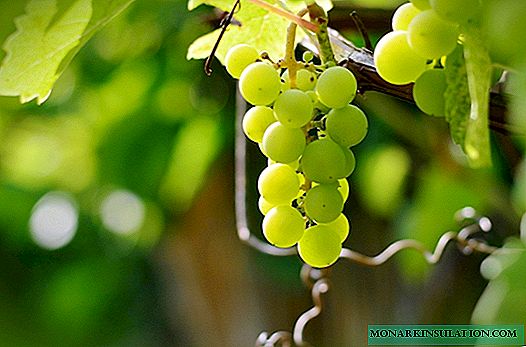 Crystal: all about growing a popular grape variety