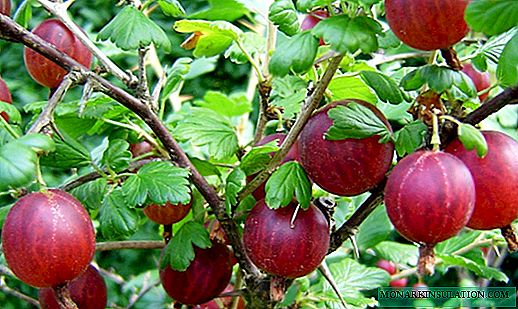 Stikkelsbær Pepperkakemann: planter hemmeligheter og nyanser av omsorg